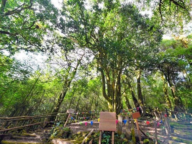 云南这座冷门恒温春城平均温度20°C左右人少景美值得一去(图3)