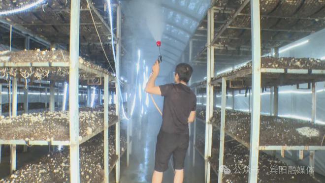 宾阳：种在“空调房”里的“金蛋蛋”~草菇拓宽宾阳中华镇村民致富路(图4)