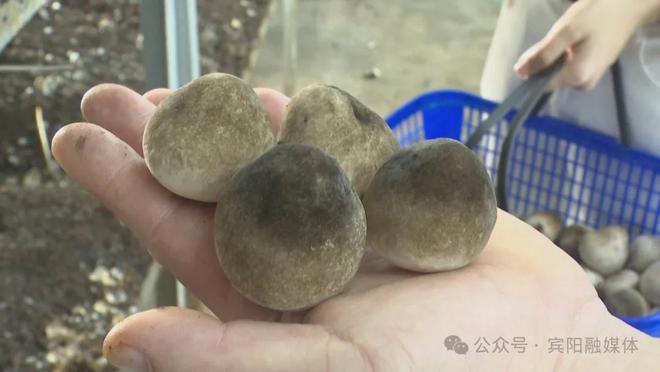 宾阳：种在“空调房”里的“金蛋蛋”~草菇拓宽宾阳中华镇村民致富路(图5)