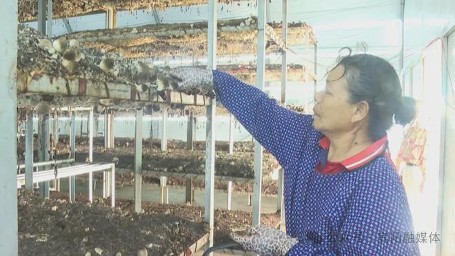 宾阳：种在“空调房”里的“金蛋蛋”~草菇拓宽宾阳中华镇村民致富路(图3)