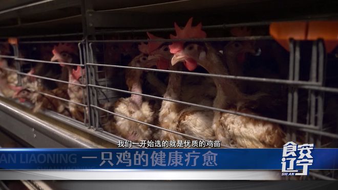 为了一枚无抗蛋他们把鸡当人看(图14)