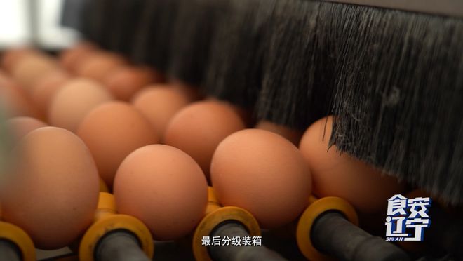 为了一枚无抗蛋他们把鸡当人看(图12)