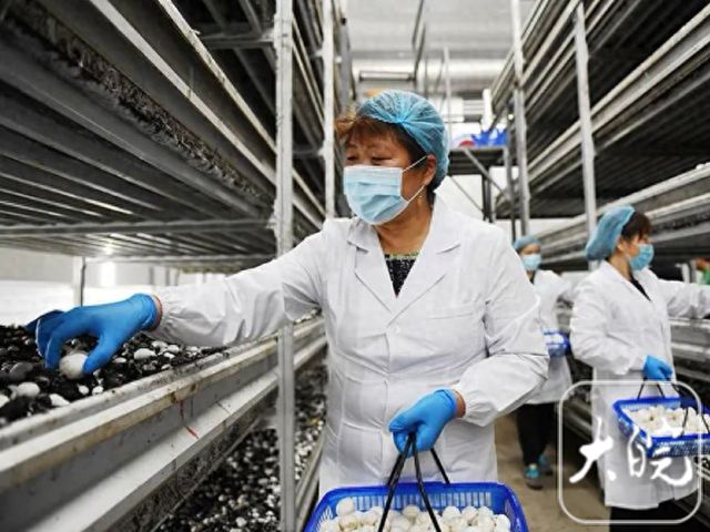 芜湖市湾沚区：小蘑菇成为“致富伞”(图1)