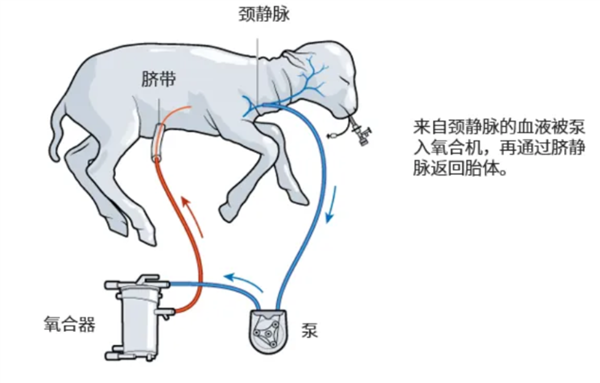飙上热搜的人造子宫真的能让男人也怀孕？(图7)