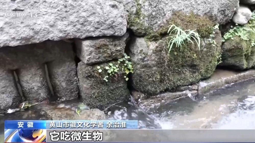 米乐M6：文化中国行丨距今几百年为何不惧暴雨洪涝？揭秘古村落的生态智慧(图3)