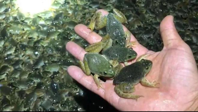 比传统锅炉供热节能60%1份电供四倍热！养殖供热黑科技来了要引领革命式突破？(图11)