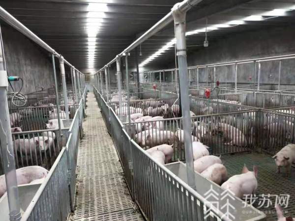米乐M6平台：镇江丹徒：养猪场恒温恒氧自动喂食电气化养殖助力乡村振兴(图2)