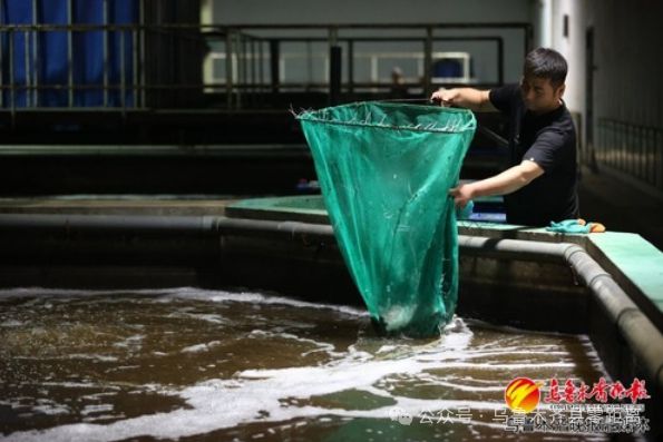 这里投资500余万元用“模拟海水”养殖鱼虾大丰收！(图3)