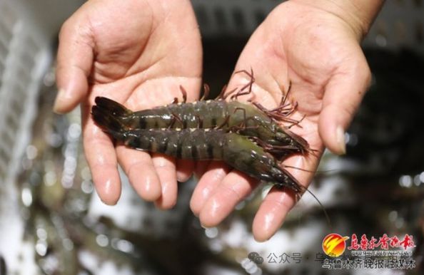 这里投资500余万元用“模拟海水”养殖鱼虾大丰收！(图4)