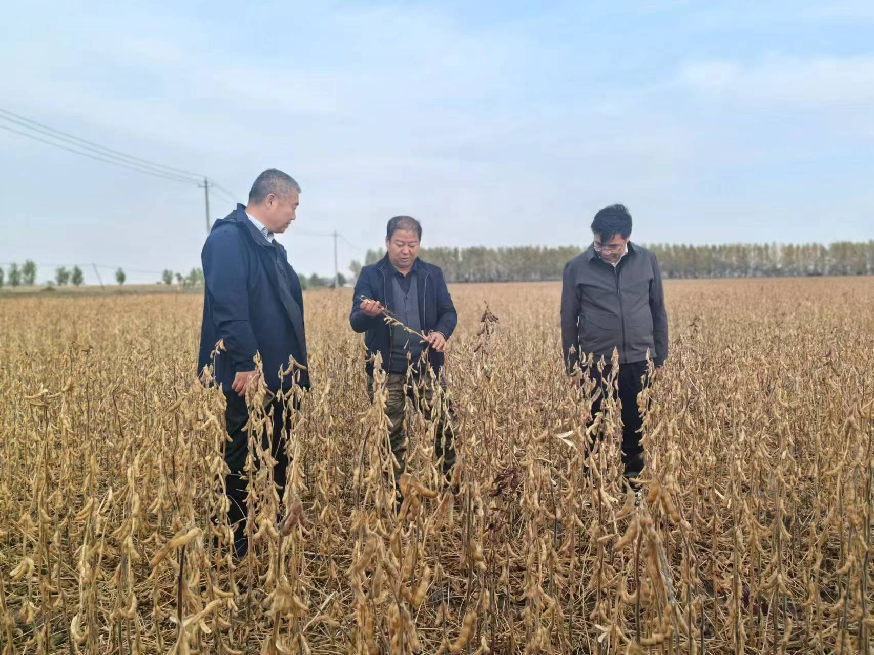 米乐M6平台：佳木斯大豆大面积单产提升示范田测产成绩喜人(图1)