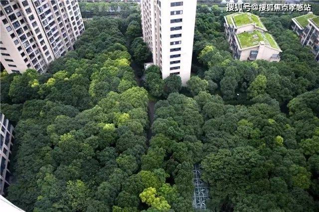 中鹰黑森林【发布】2025楼盘测评以及户型分析+附详细资料(图4)
