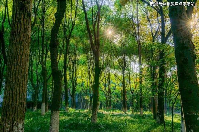 中鹰黑森林【发布】2025楼盘测评以及户型分析+附详细资料(图5)