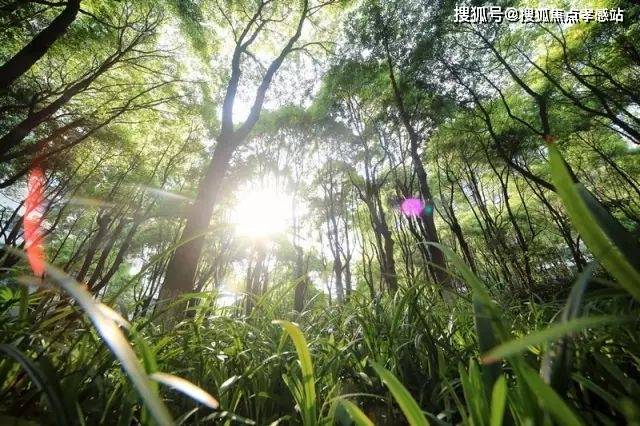 中鹰黑森林【发布】2025楼盘测评以及户型分析+附详细资料(图9)