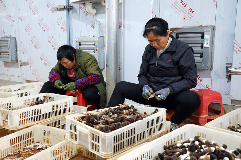 米乐M6平台：平桂区：菌菇产业撑起乡村振兴“致富伞”(图3)