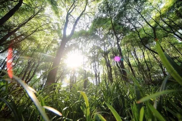 中鹰黑森林售楼处2025网站-中鹰黑森林百科-上海房天下(图6)