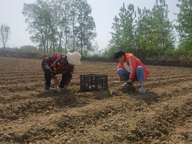 姜香飘出“科技范”！连江村“小黄姜+科技”点燃乡村振兴新引擎(图4)