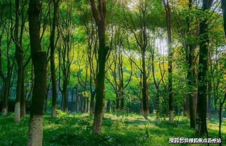 中鹰黑森林(中鹰黑森林)-2025年首页网站-楼盘详情价格户型(图3)