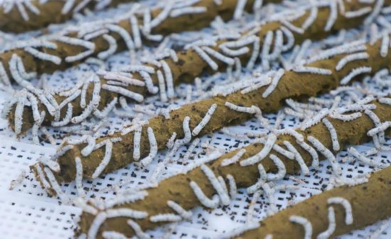 米乐M6网页版：高质量发展调研行蚕丝业向新：这里的蚕宝宝为啥不挑食(图1)