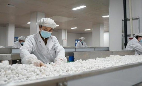 米乐M6网页版：高质量发展调研行蚕丝业向新：这里的蚕宝宝为啥不挑食(图3)