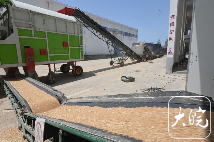 安徽阜南：粮食收储更智能小麦入仓“不落地”（组图）(图4)
