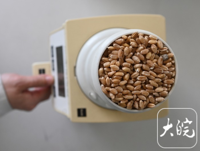 安徽阜南：粮食收储更智能小麦入仓“不落地”（组图）(图3)