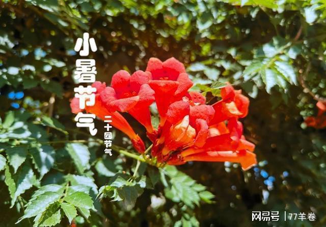 米乐M6：未来三天小暑将至这些老讲究现在知道还不晚(图2)