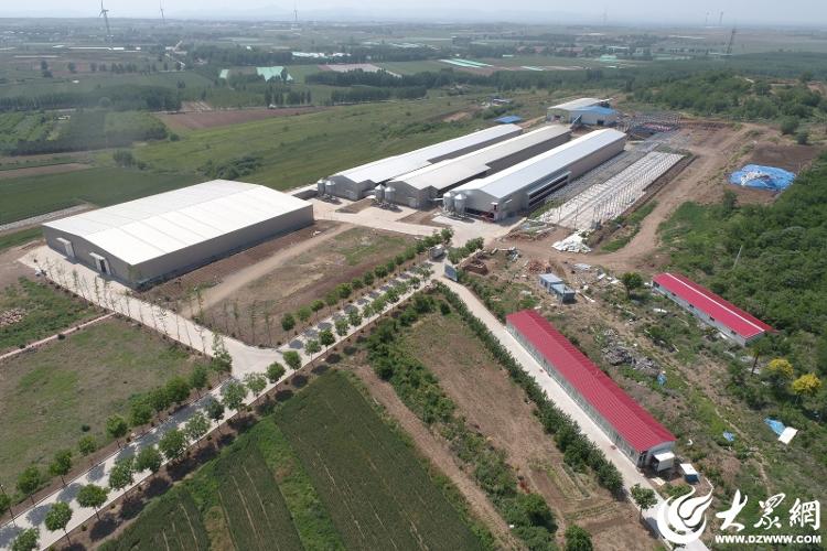 数智羽翼赋能未来农业：牧族科技重塑300万羽蛋鸡产业新纪元(图1)