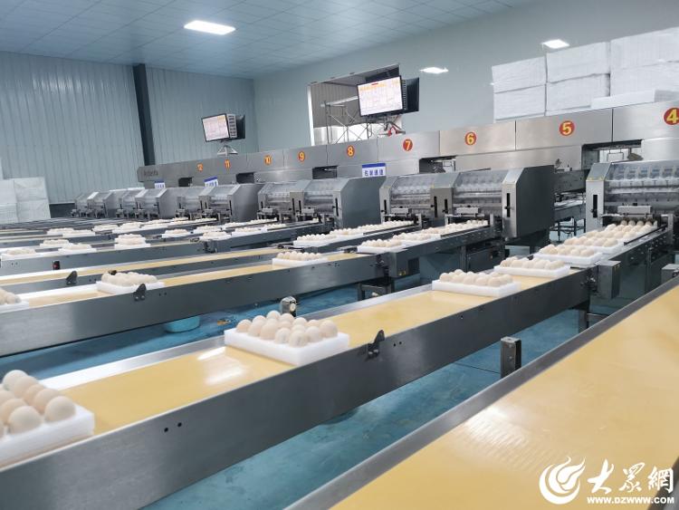 数智羽翼赋能未来农业：牧族科技重塑300万羽蛋鸡产业新纪元(图4)