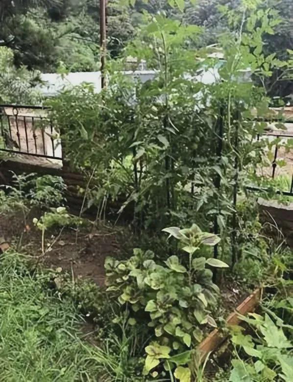 45岁汤唯现状曝光：住乡下、已分居、种菜养鸡(图17)