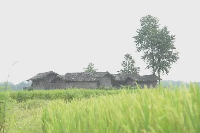 45岁汤唯现状曝光：住乡下、已分居、种菜养鸡(图22)