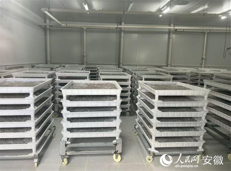 红星照耀中国千里跃进大别山｜“智慧蚕房”织就乡村振兴新丝路(图1)