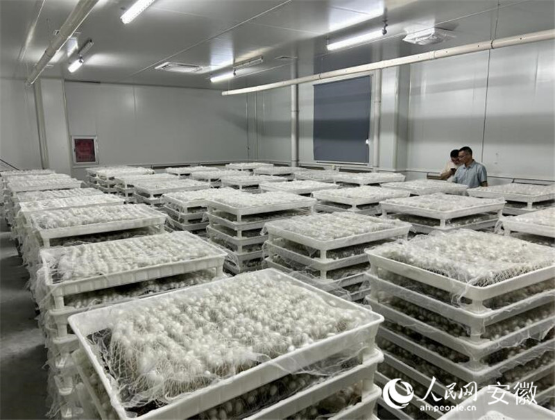 红星照耀中国千里跃进大别山｜“智慧蚕房”织就乡村振兴新丝路(图2)