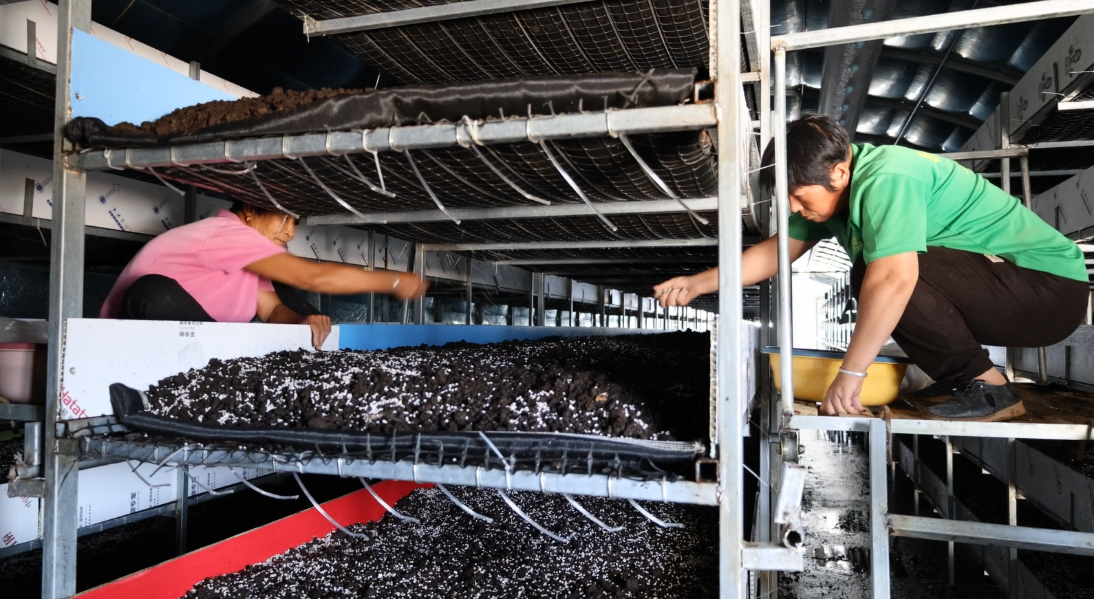 山西垣曲双孢菇“住”进智能培育房科技助力菌业提质增效(图4)