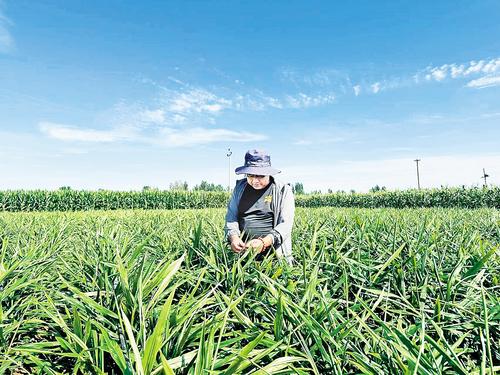 多元农业产业体系助力乡村全面振兴(图3)