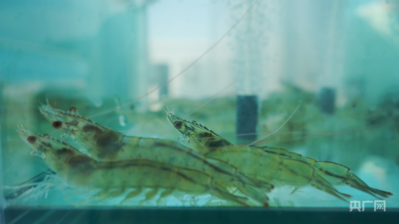 高质量发展看中国活水“养”出新活力来自青藏高原的海鲜即将上桌(图4)