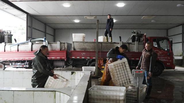 西南地区规模第一铜梁乌鱼养殖产业是如何“炼”成的？(图2)