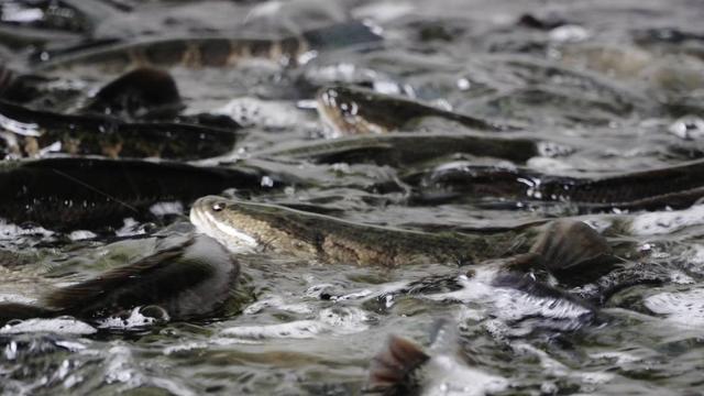 西南地区规模第一铜梁乌鱼养殖产业是如何“炼”成的？(图1)