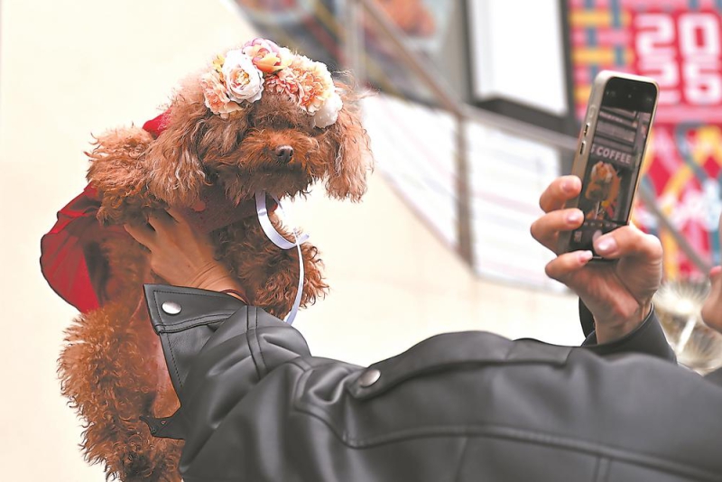 家有“毛孩儿”(图4)