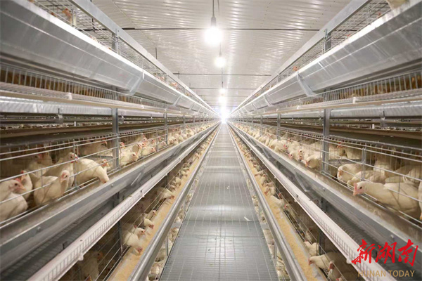 冷水滩:蛋鸡住进“智能别墅”(图1)