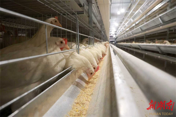 冷水滩:蛋鸡住进“智能别墅”(图2)