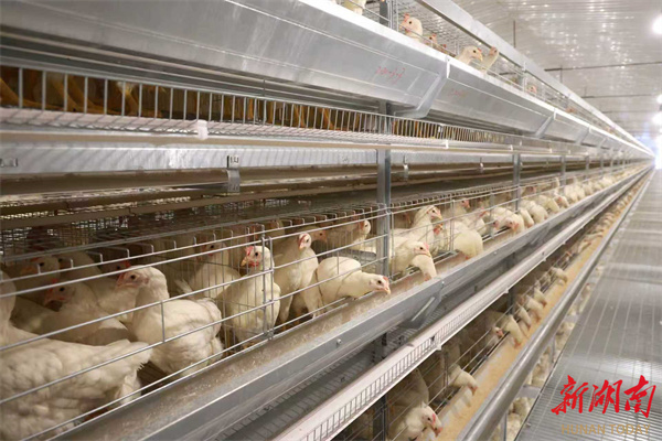 冷水滩:蛋鸡住进“智能别墅”(图3)