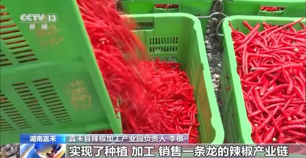 万亩凤堰古梯田迎丰收秋日丰收美景已上线！(图8)