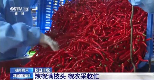 万亩凤堰古梯田迎丰收秋日丰收美景已上线！(图16)