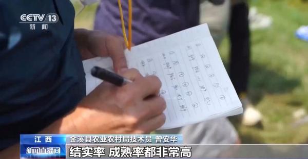 万亩凤堰古梯田迎丰收秋日丰收美景已上线！(图6)