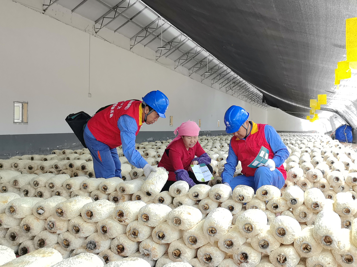 青海民和：恒温守护菌菇产业“鲜”力十足(图1)