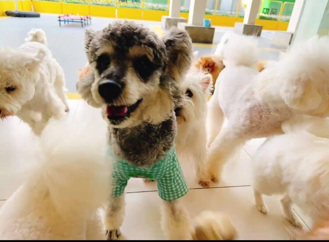 米乐M6平台：当人类幼儿园园长转行当起了宠物幼儿园园长……(图3)