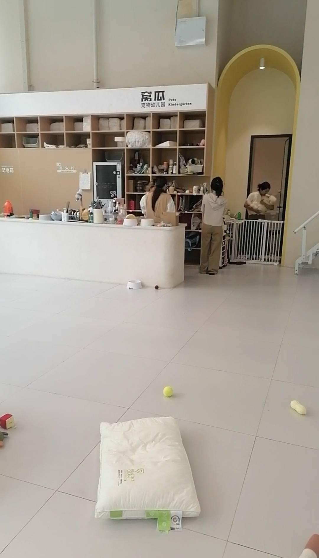 米乐M6平台：当人类幼儿园园长转行当起了宠物幼儿园园长……(图4)
