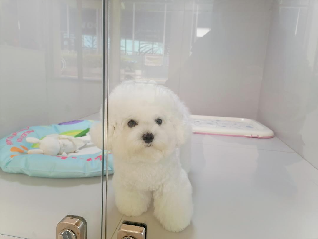 米乐M6平台：当人类幼儿园园长转行当起了宠物幼儿园园长……(图7)