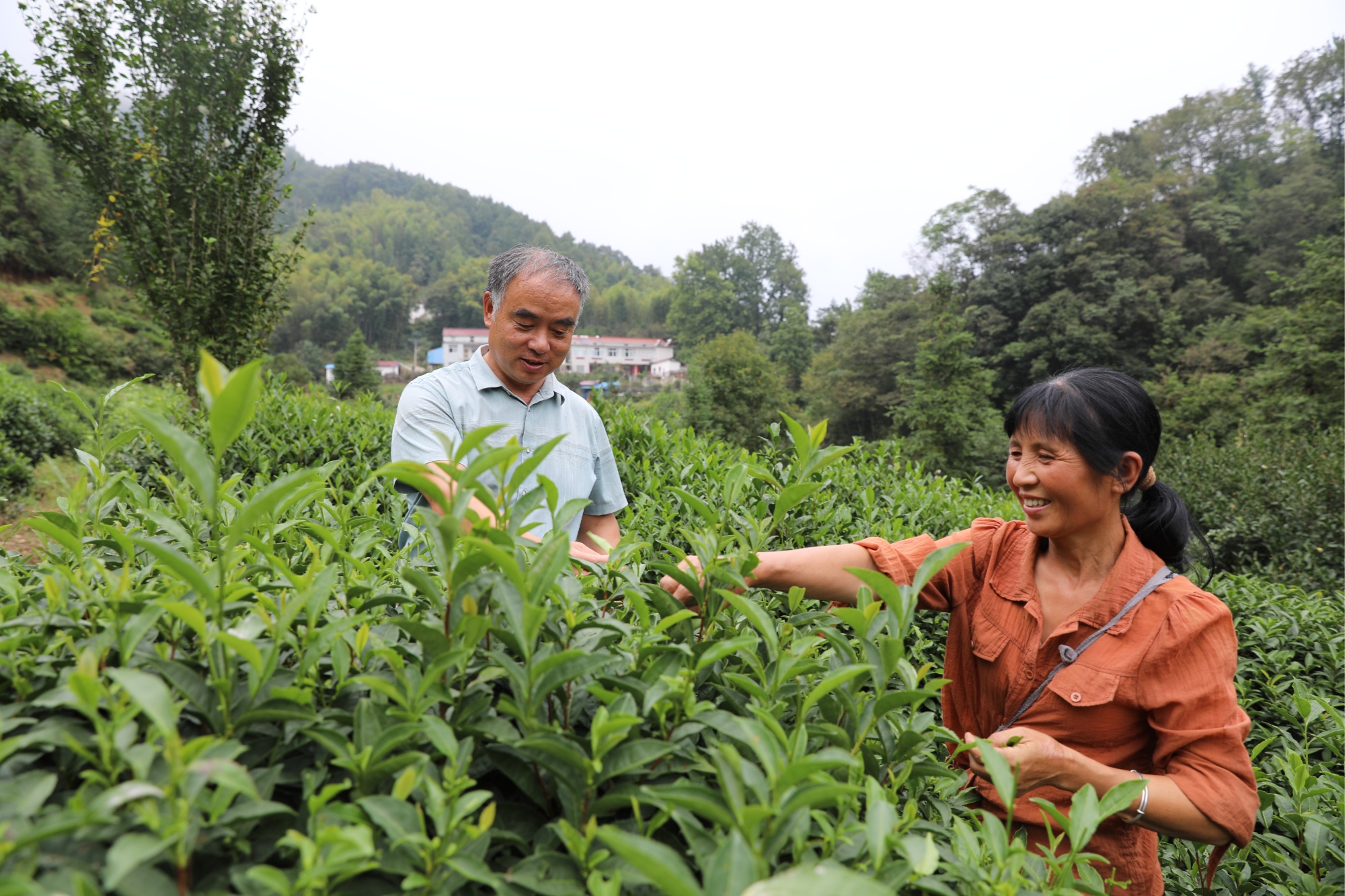 沃野绘“丰”景三农启新程——霍山县“三农”工作发展掠影(图1)
