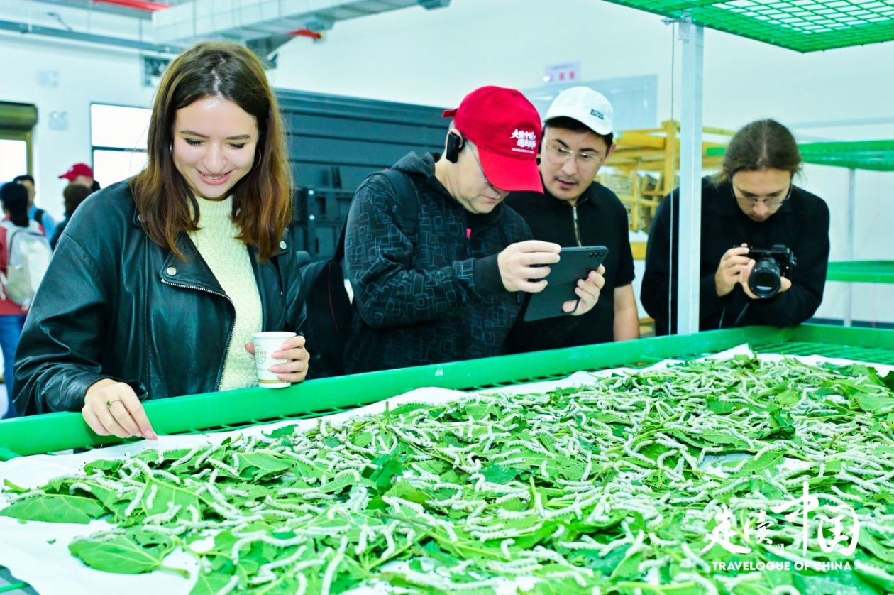 秦巴山居新图鉴:从智能蚕室到朱鹮小村的乡村振兴实践(图2)